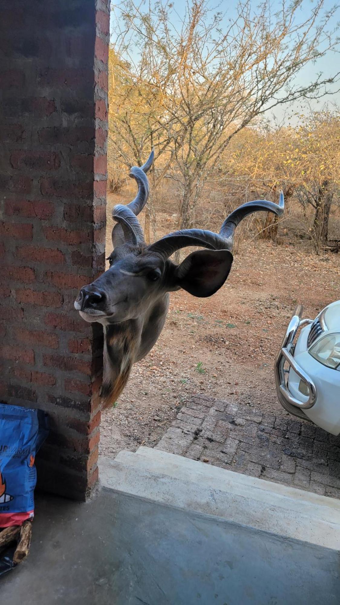 Kruger'S Retreat House & Kruger'S Rest Studio Marloth Park Exterior foto